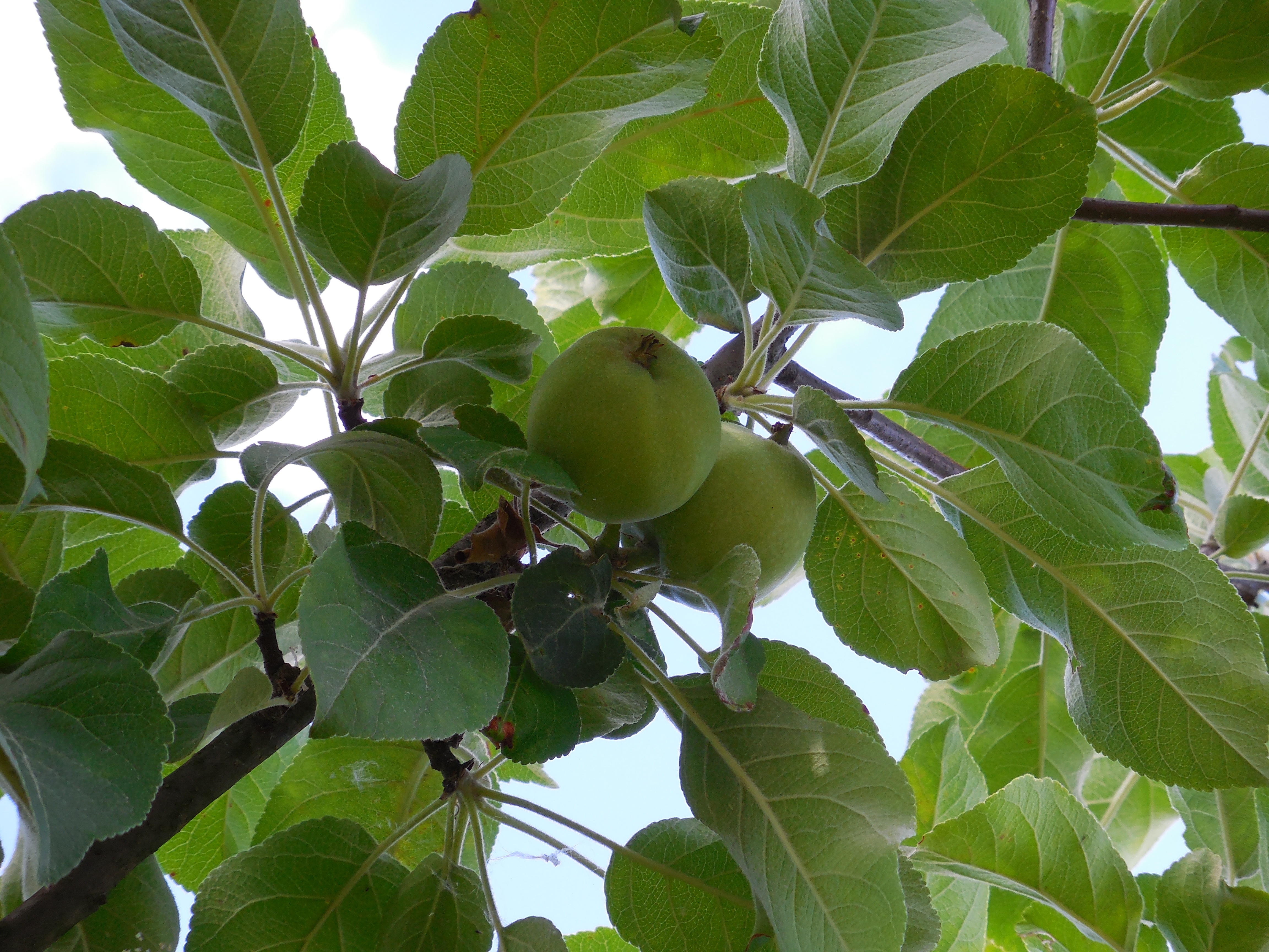 Неспелые яблоки на дереве