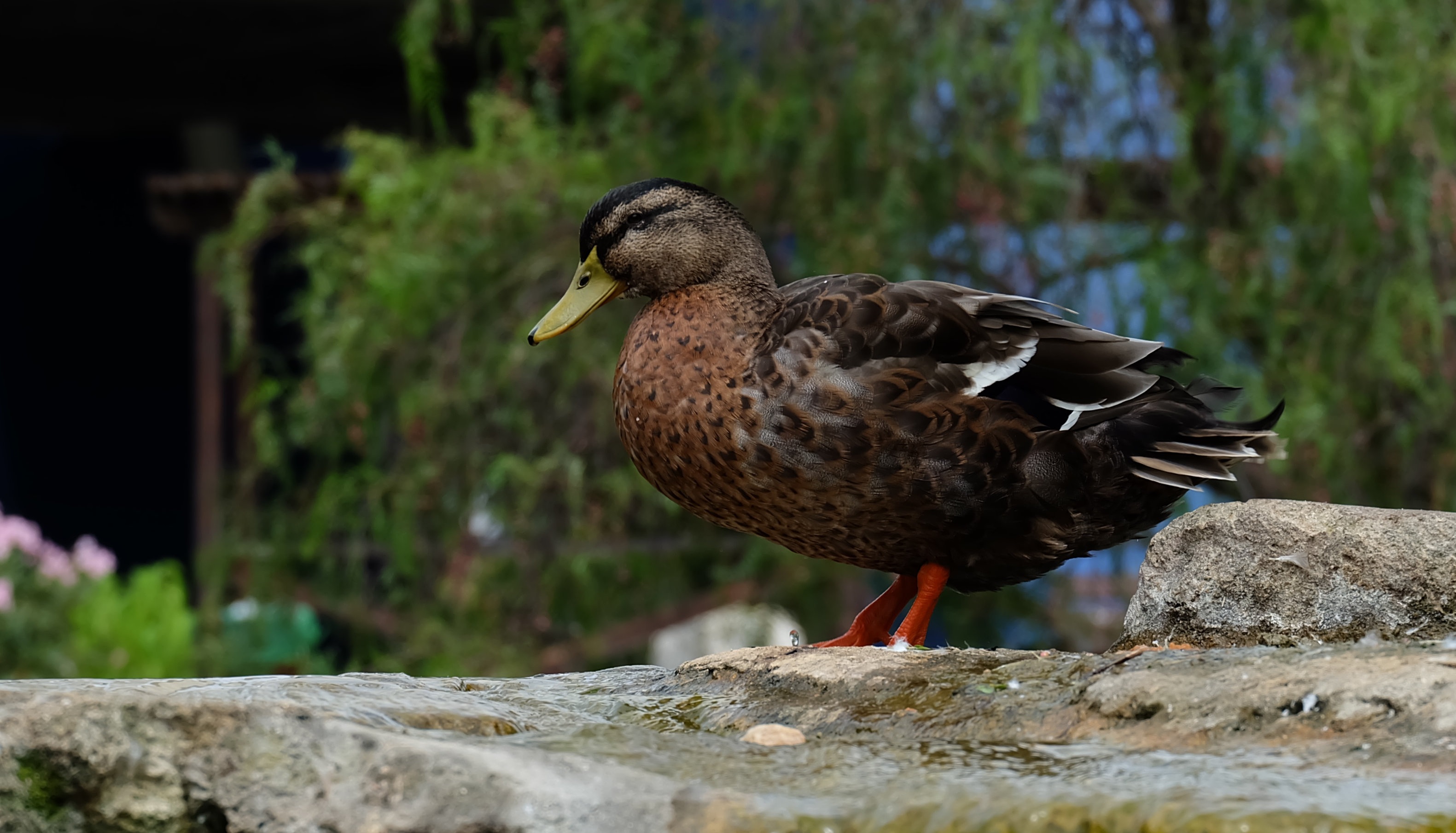 Nice duck stands free image download