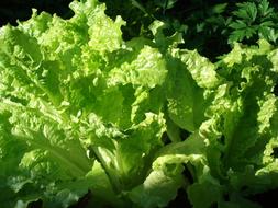 Green Homegrown Fresh