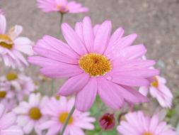 Daisy, Pink Flower with dew drops