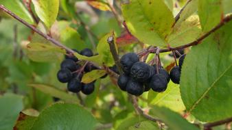 Aronia, branch with ripe Berries