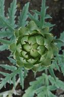Artichoke bud top view, Vegetable plant in Garden