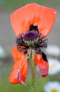 Poppy head with falling petals