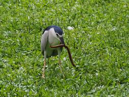 egret with Swamp Eel in beak