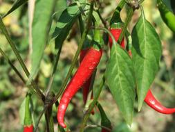 Red Peppers Pepper Vegetables