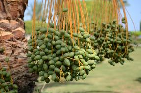date palm with green fruits