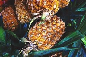 Pineapple Plant with ripe Fruits