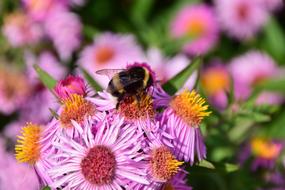 Beautiful bee on a flower