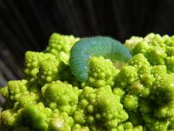 green fat Caterpillar on Broccoli head