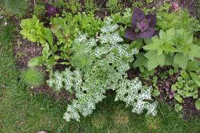 Milk Thistle Grass in Garden