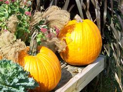 two delicious pumpkins