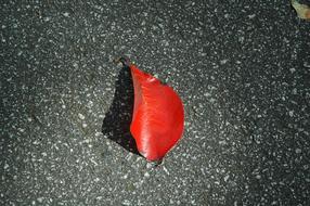 red lonely leaf