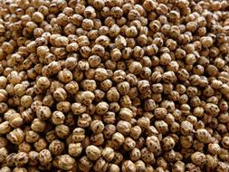 Chickpeas Denizli Corum Junk