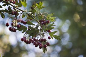 wild berries on branch