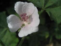 Flower Marshmallow Floral