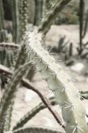 long prickly cactus