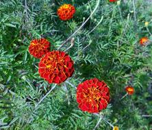 orange flower blooms