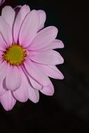 fragrant pink flower