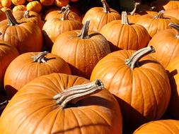 large sweet pumpkins