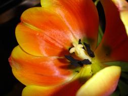 Tulip beautiful blooms