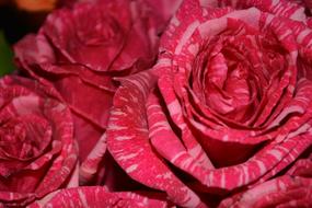 Red healthy cabbage