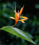Flower Bud Floral