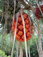 Thailand Fruits in Phuket