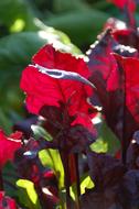 Beet Leaf Vegetable Food