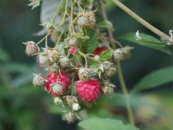 Unripe raspberries on the bush
