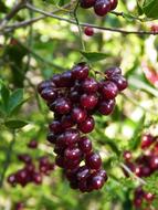 unripe wild berries