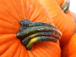 Pumpkin Gourd Autumn