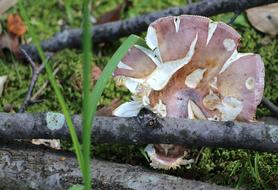 mushroom near the branches