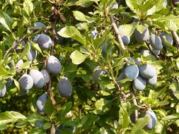 sweet plums on tree