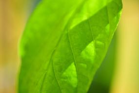 close up of the green leaf