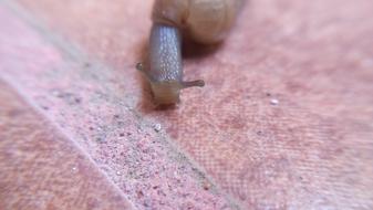 Snail Invertebrate Crawl