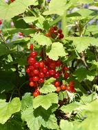 garden red berries