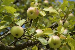 Apple Tree Aesthetic