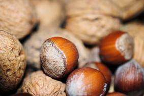 hard tasty nuts