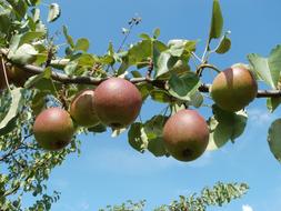 Apple Trees Meadow