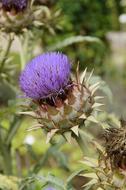 purple garden artichoke