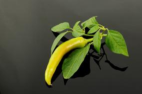 chili peppers in leaves