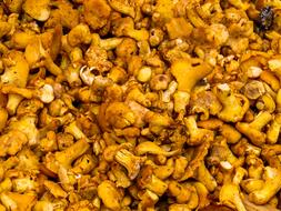 Mushrooms Food Mushroom