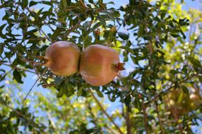beneficial fruit of the pomegranate
