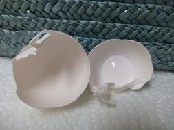broken White Chicken Egg shell
