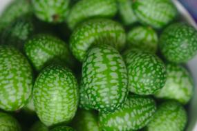 Gherkin Tiny Small Mexican Sour