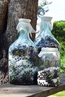 Aronia Fruits with sugar in jars outdoor, wine Preparations