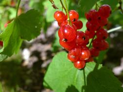 Redcurrant in the garden