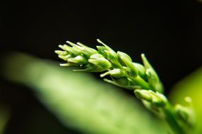 Spring Wheat Wild Field