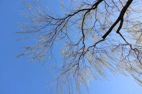 branches against the sky