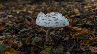 Mushrooms Autumn Forest